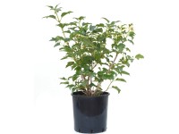 GROW by OBI Echter Schneeball Roseum kányabangita mag. kb. 40-50 cm cserép 10 l GROW by OBI Echter Schneeball Roseum kányabangita mag. kb. 40-50 cm cserép 10 l
