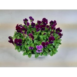 Szarvacskás árvácska cink edényben, színválaszték, cserép Ø kb. 29 cm. Virágzó cserepes növény sötétlila virágokkal.
