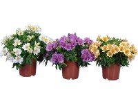 Inkalilom válogatás cserépátmérő kb. 19 cm Alstroemeria Inkalilom válogatás cserépátmérő kb. 19 cm Alstroemeria