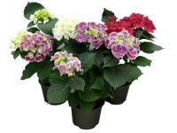 Hortenzia 19 cm Hortenzia 19 cm