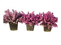 Örökzöld hanga különböző színekben cserépátmérő: kb. 12 cm Erica