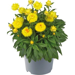 Sárga Xerochrysum Mix cserépben, egy színes növény a Grow by OBI-tól.