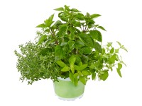 Fűszer 13 cm-es cserépben ételek ízesítésére Fűszer 13 cm-es cserépben ételek ízesítésére