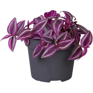 Tradescantia 'Pink Paradise' cserépben, tarka levelek, szobanövény.