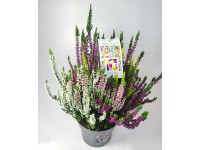 Közönséges csarab Közönséges csarab