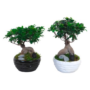 Két Ficus Ginseng bonsai cserépben (fekete, fehér) Buddha dekorral és kövekkel.