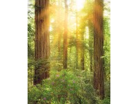 Komar vlies fotótapéta Redwood 200 cm x 250 cm