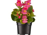 Kerti begónia cserépátmérő kb. 9 cm Begonia Semperflorens Kerti begónia cserépátmérő kb. 9 cm Begonia Semperflorens