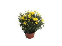 Krizantém multiflora 12 cm