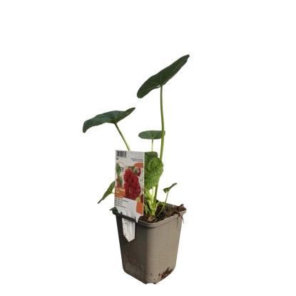 OBI teltvirágú kerti mályvarózsa "Pleniflora" rózsaszín cserépátmérő: kb. 9 cm x