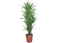 Sárkányfa Sárkányfa