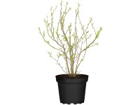 OBI fürtös áfonya cserepe kb. 5 l Vaccinium