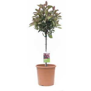 GROW by OBI Carré Rouge korallberkenye cserépben, kb. 65 cm magas. Örökzöld cserje piros levelekkel.