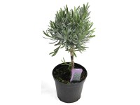 Törzses fűszernövények Törzses fűszernövények