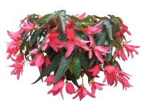 Begónia  I'conia 12 cm