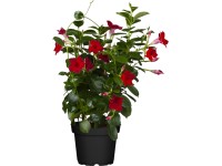 GROW by OBI brazil tölcsérjázmin cserépátmérő kb. 13 cm Dipladenia sanderi