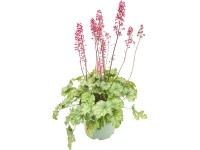 GROW by OBI zöld levelű tűzeső 35 cm magas tűzeső hibrid