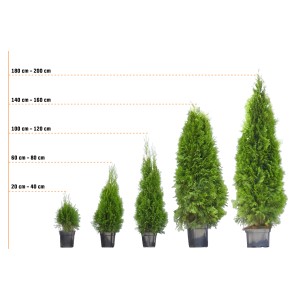 Különböző magasságú Brabant életfák (Thuja) cserépben, méretek 20 cm-től 200 cm-ig.