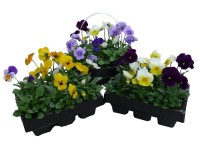 Árvácska 6-os tálcában Árvácska 6-os tálcában