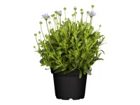Fokföldi kékmargitvirág cserépátmérő kb. 12 cm Felicia amelloides világoskék
