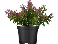 Japánmirtusz cserépátmérő: kb. 12 cm Cuphea hyssopifolia Japánmirtusz cserépátmérő: kb. 12 cm Cuphea hyssopifolia