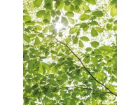 Vlies fotótapéta Im Frühlingswald 250 cm x 280 cm