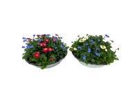 Tavaszi válogatás cinkcserépben cserépátmérő kb. 29 cm