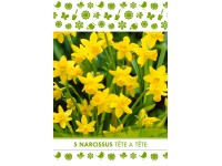 Nárcisz Téte a T?te virághagyma