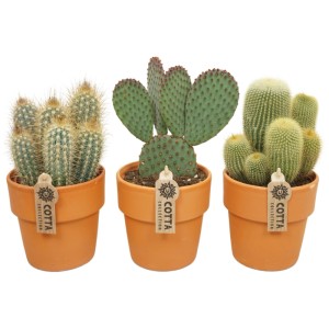 Három különböző kaktusz terrakotta cserépben, GROW by OBI, cserép-Ø kb. 12 cm.