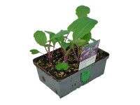 Karalábé 6-os tál gyökérbojt kb. 2 x 2 cm Brassica