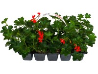 Futómuskátli 10-es pack VDP Futómuskátli 10-es pack VDP