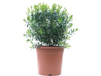 GROW by OBI mirtuszlevelű pacsirtafű magasság kb. 30 cm - 40 cm cserép kb. 9 l GROW by OBI mirtuszlevelű pacsirtafű magasság kb. 30 cm - 40 cm cserép kb. 9 l