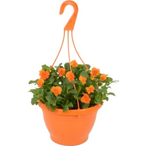 Narancssárga árvácska függőkosár, tavaszi ültetés erkélyre és teraszra, cserép kb. 23 cm.