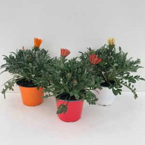 Három GROW by OBI Gazánia (Gazania rigens) cserépben, narancssárga, piros és sárga virágokkal.
