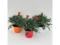 GROW by OBI záporvirág félcserje cserépátmérő kb. 14 cm Gazania rigens GROW by OBI záporvirág félcserje cserépátmérő kb. 14 cm Gazania rigens