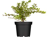 OBI örökzöld mirtuszlonc fehér cserépátmérő: kb. 9 cm Lonicera