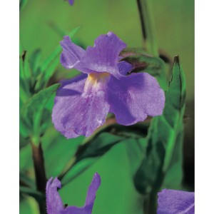 Közeli kép egy lila bohócvirágról (Mimulus ringens) cserépben, kb. 9 cm Ø.