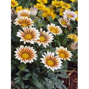 Virágzó Gazania (növény) cserépben, sárga és piros csíkos virágokkal.