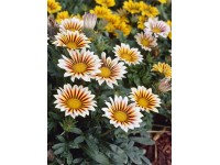 Záporvirág félcserje cserépátmérő kb. 13 cm Gazania Záporvirág félcserje cserépátmérő kb. 13 cm Gazania