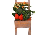 Tömött korallvirág és borostyán kompozíció faszékben cserépátmérő: kb. 15 cm