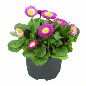 Gombvirág cserépben, különböző színekben, kb. 9 cm-es cserépátmérő, tavaszi ültetés.