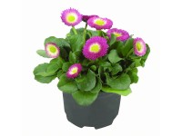 Százszorszép cserépátmérő: kb. 9 cm Százszorszép cserépátmérő: kb. 9 cm