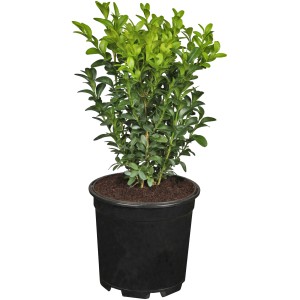 Buxus cserépben, kb. 5-10 cm magas, ideális sövényekhez és formázáshoz.