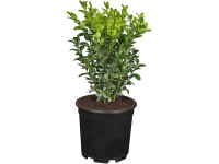 Puszpáng magasság: kb. 5 - 10 cm cserép: kb. 05 l Buxus Puszpáng magasság: kb. 5 - 10 cm cserép: kb. 05 l Buxus