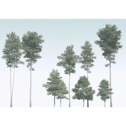 Komar vlies fotótapéta Pines 400 cm x 280 cm