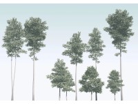 Komar vlies fotótapéta Pines 400 cm x 280 cm