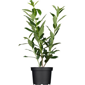 Kaukázusi babérmeggy cserépben, kb. 80-100 cm magas, ideális örökzöld sövénynek.