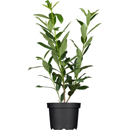 OBI babérmeggy "Caucasica" magassága kb. 80-100 cm cserepe kb. 7,5 l Prunus