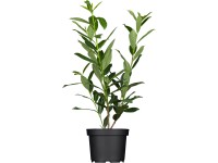 OBI babérmeggy OBI babérmeggy