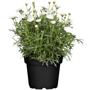 Cserépben lévő bokormargitavirág fehér virágokkal és zöld levelekkel. GROW by OBI álló növény.
